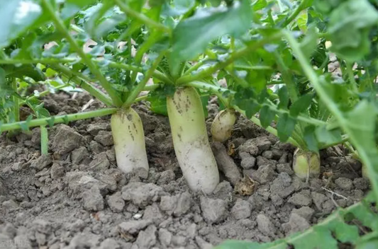 How to Grow High-Yield, High-Quality Radishes? 5 Expert Tips from an Experienced Farmer