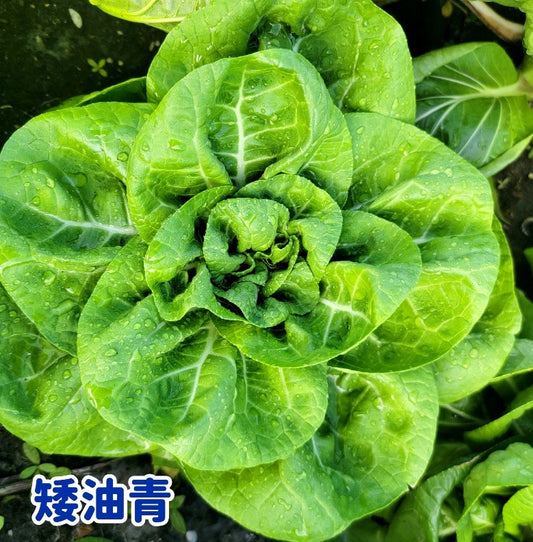 Bok Choy Dwarf Jade矮油青