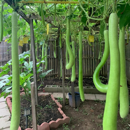 Bottle Gourd Long|长瓠瓜