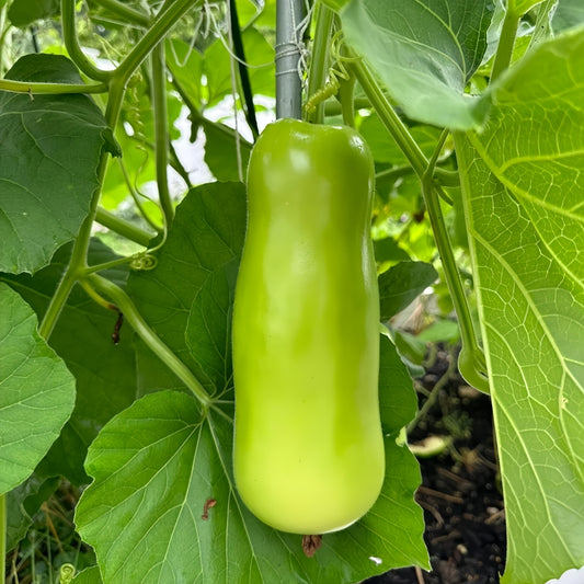 Bottle Gourd Stocky|短粗瓠瓜