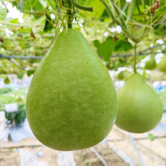 Bottle Gourd Round|圆瓠瓜