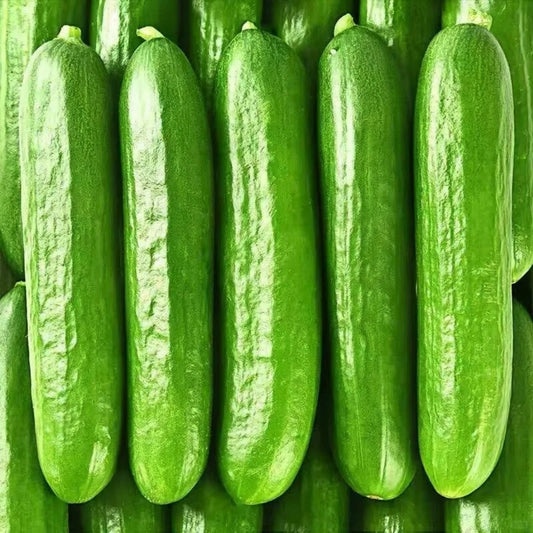 Fruit Cucumber|水果黄瓜