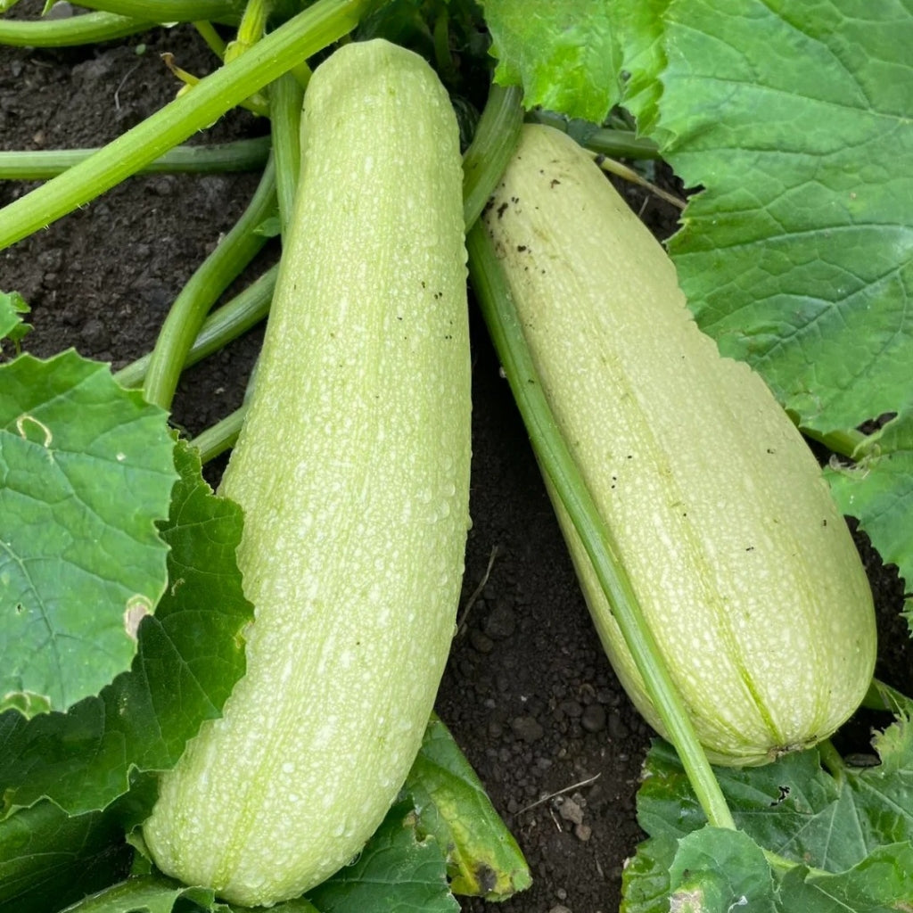 Zucchini Green Long|长绿西葫芦