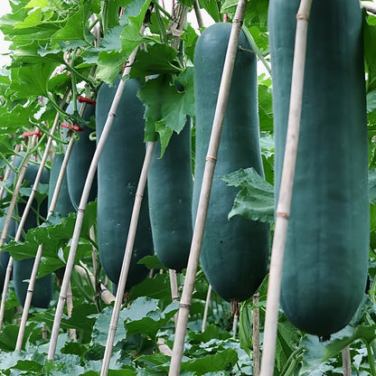 Winter Melon Giant Black|黑皮冬瓜