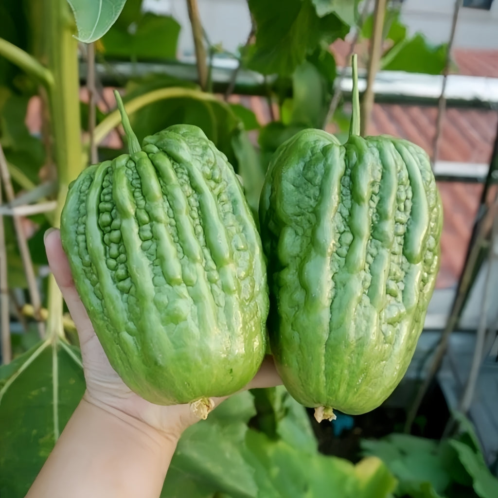 Bitter melon Dading|大顶苦瓜