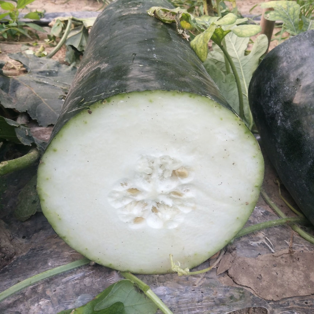 Winter Melon Giant Black|黑皮冬瓜