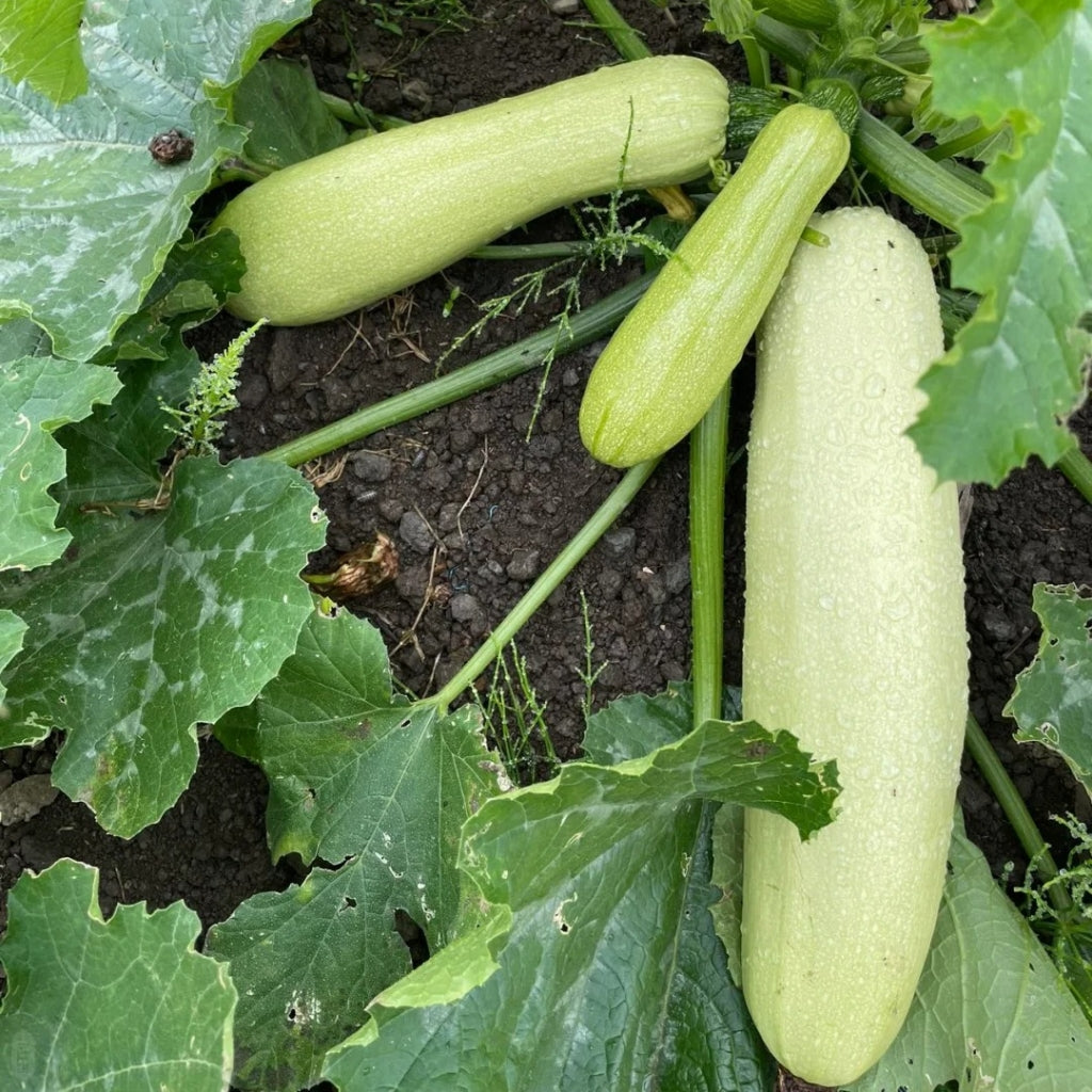 Zucchini Green Long|长绿西葫芦