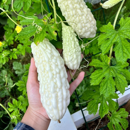 Bitter melon White Long|长白苦瓜