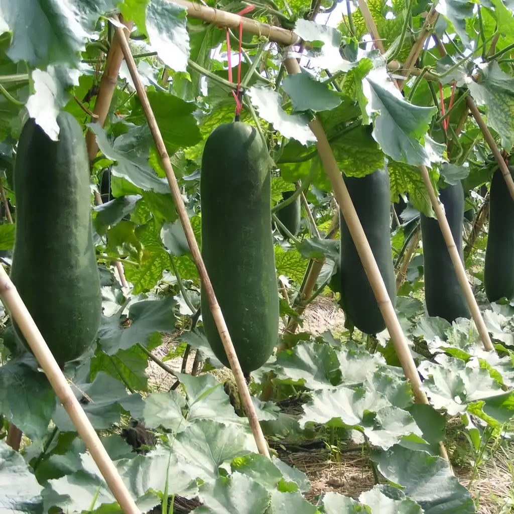 Winter Melon Giant Black|黑皮冬瓜