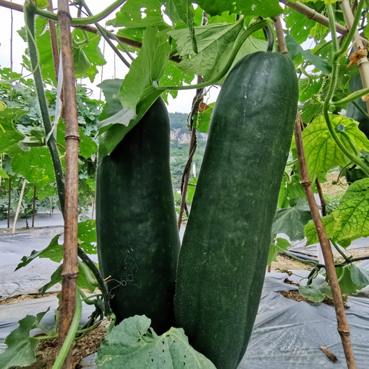 Winter Melon Giant Black|黑皮冬瓜