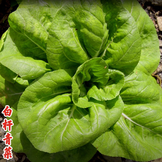 Bok Choy April White 白杆青菜