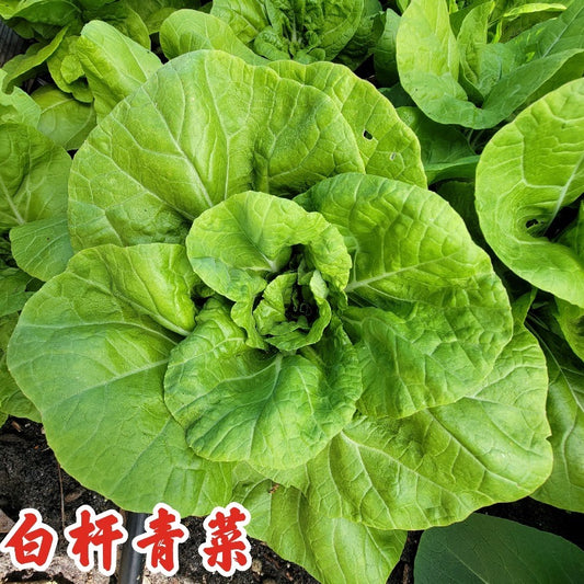 Bok Choy Quick Jen白杆青菜