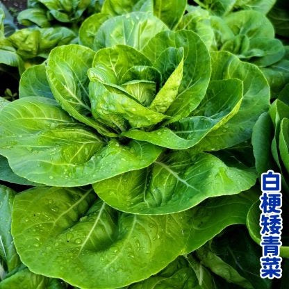 Bok Choy Dwarf Sweetie白梗矮青菜