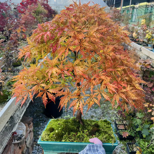 Acer Palmatum