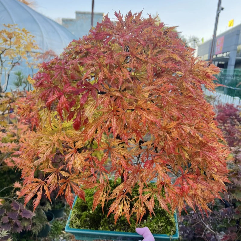 Acer Palmatum