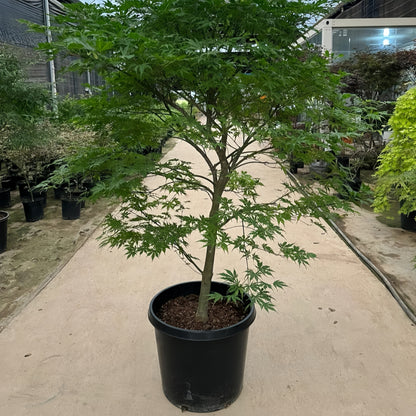 Acer Palmatum