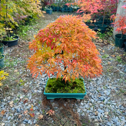 Acer Palmatum