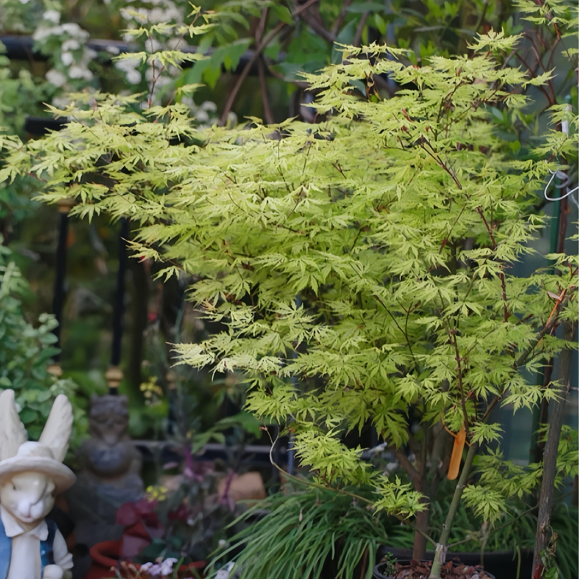 Acer Palmatum