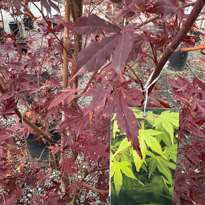 Acer palmatum Osakazuki-日本枫树红灯笼