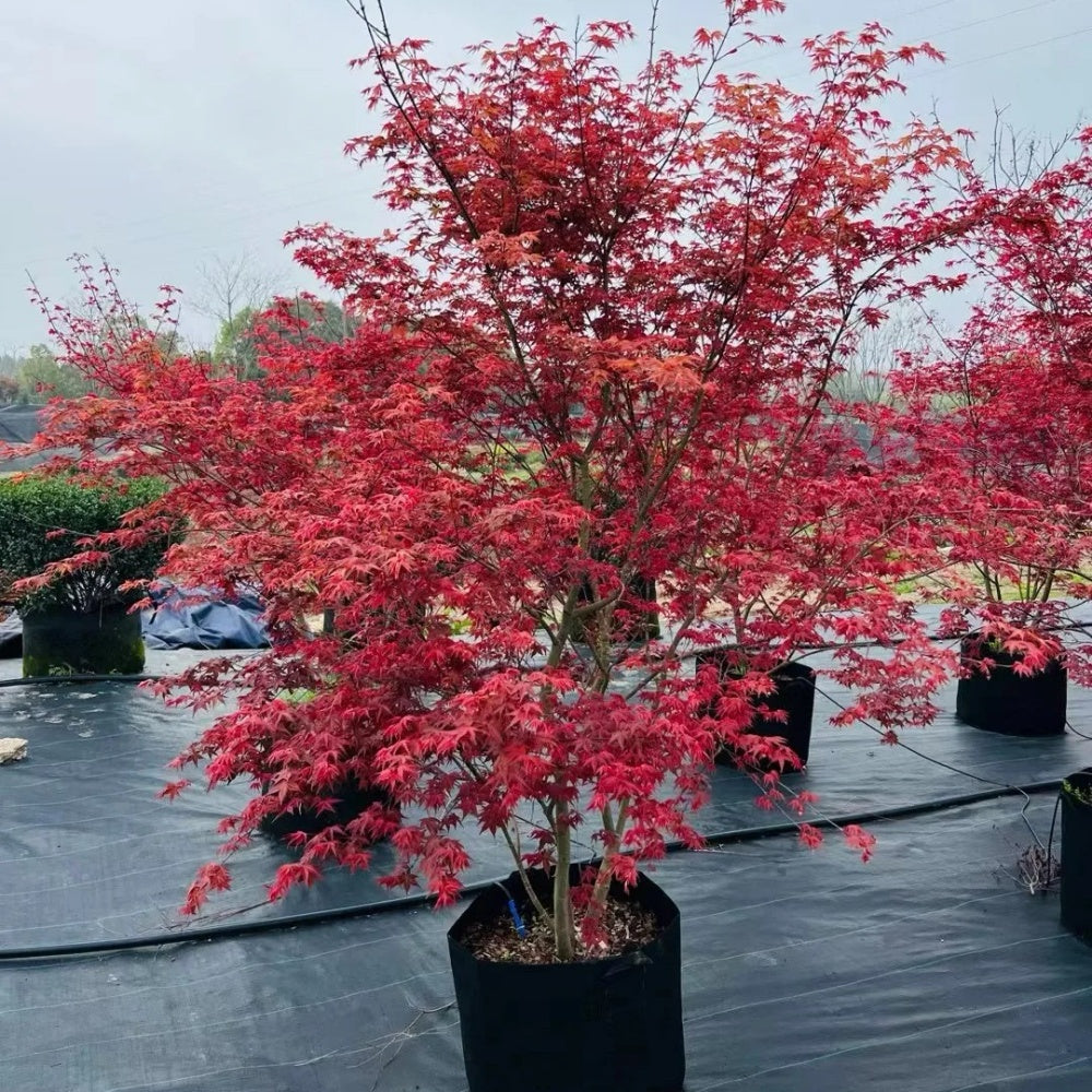 Acer palmatum 'Beni-maiko'