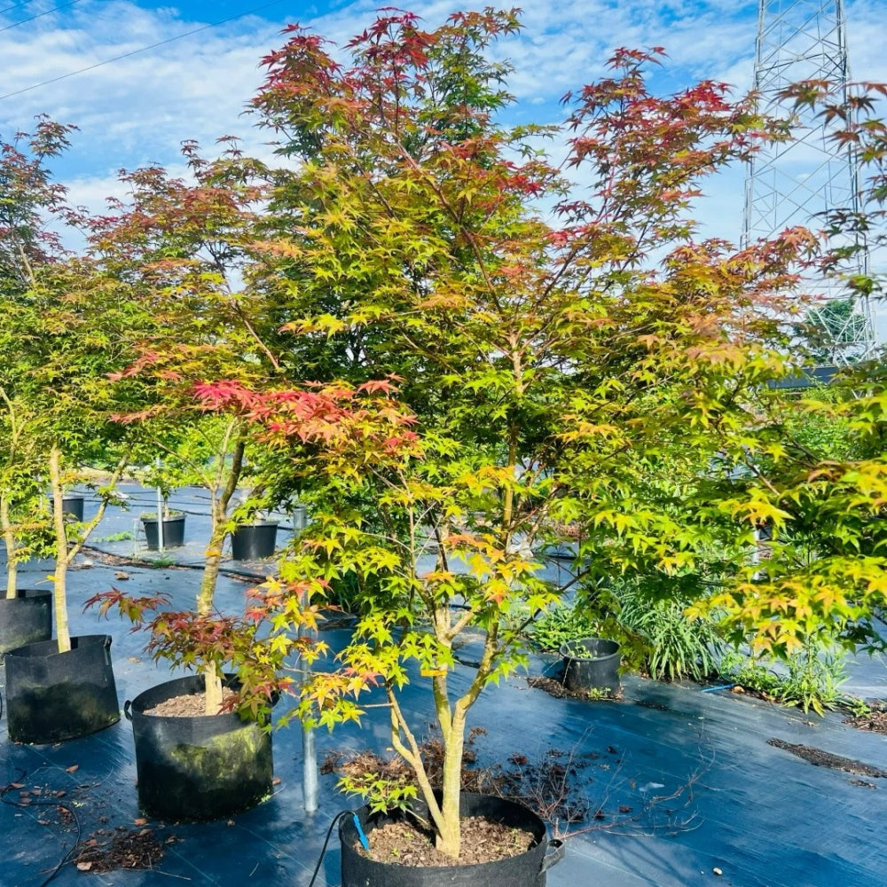 Acer palmatum 'Beni-maiko'