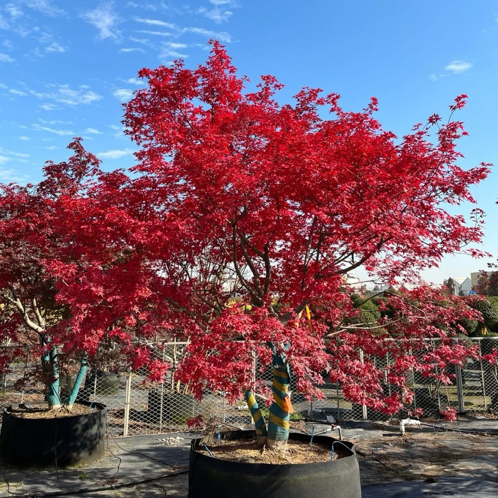 Acer palmatum 'Beni-maiko'