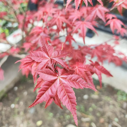 Acer palmatum 'Beni-maiko'