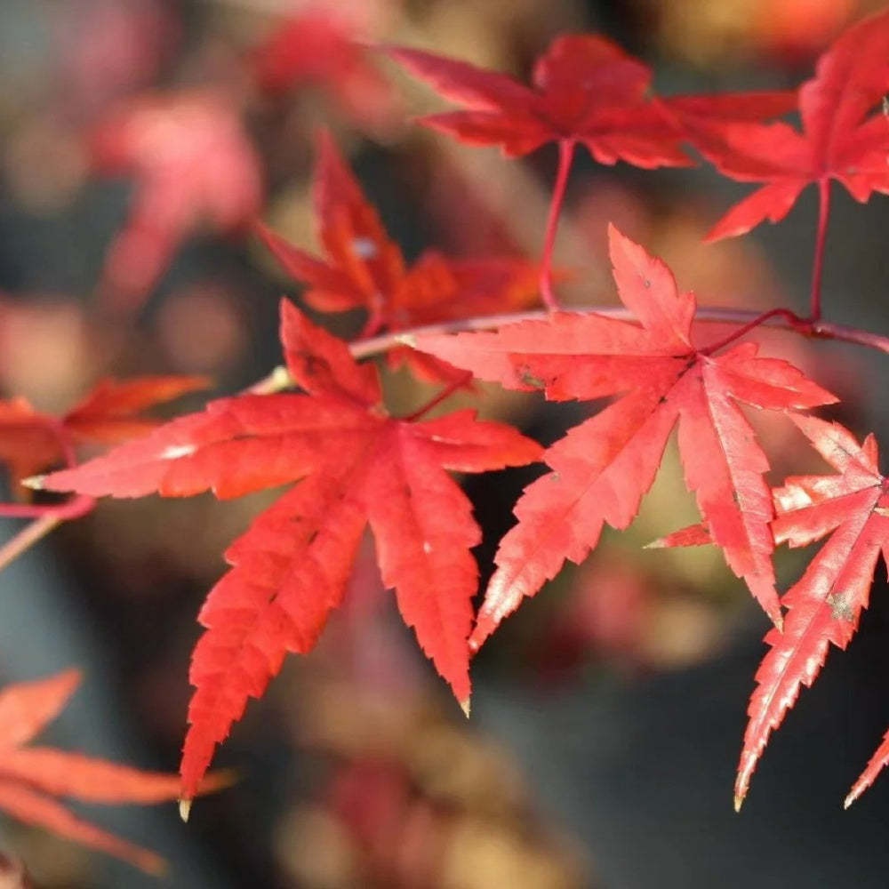 Acer palmatum 'Beni-maiko'