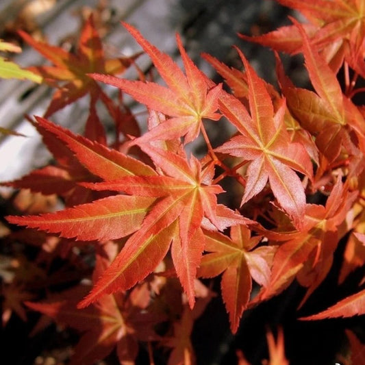 Acer palmatum 'Beni-maiko'