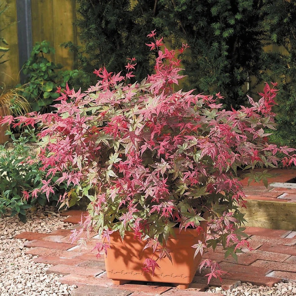 Acer palmatum 'Beni-maiko'