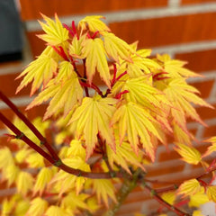 Acer palmatum 'Orange Dream'