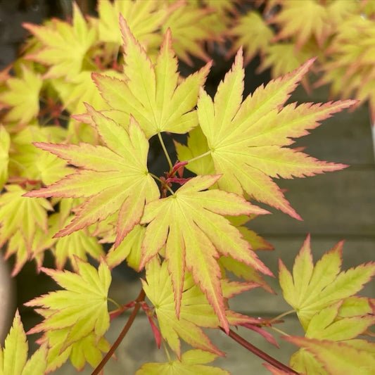 Acer palmatum 'Orange Dream'