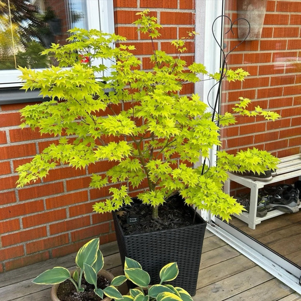 Acer palmatum 'Orange Dream'