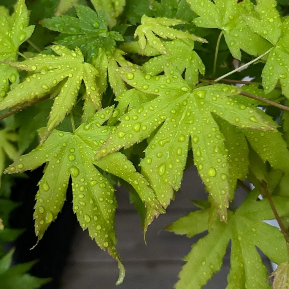 Acer palmatum 'Orange Dream'