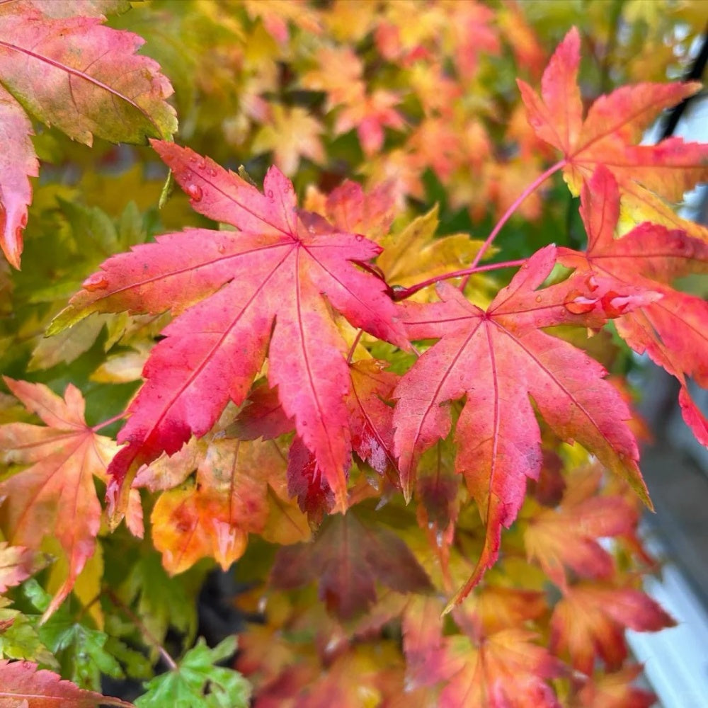 Acer palmatum 'Orange Dream'