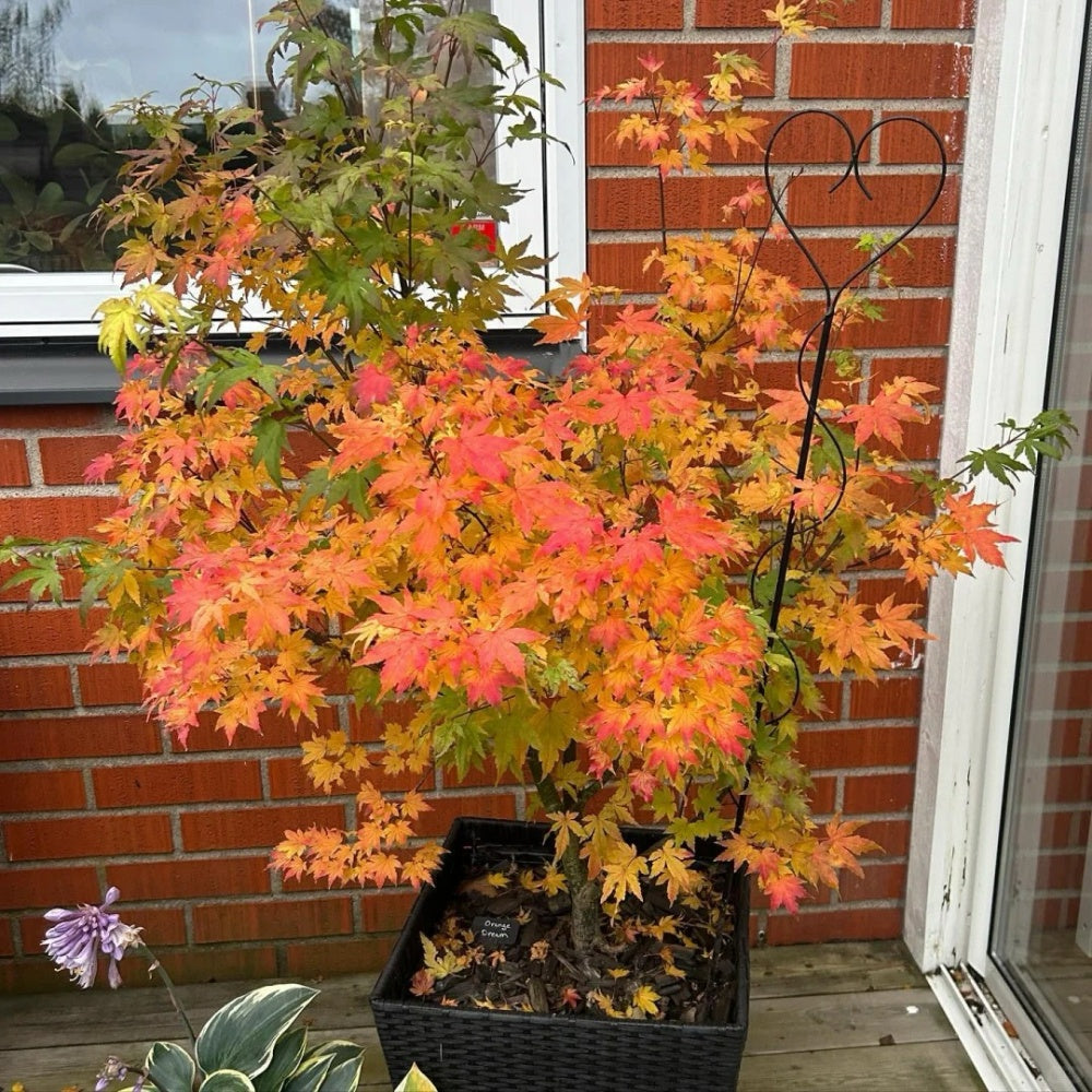 Acer palmatum 'Orange Dream'