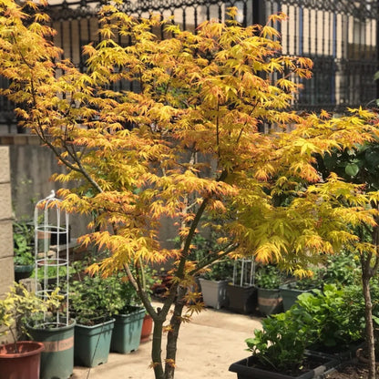 Acer palmatum 'Orange Dream'