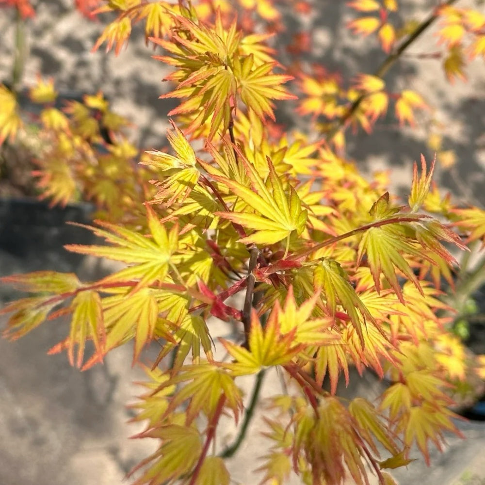 Acer palmatum 'Orange Dream'