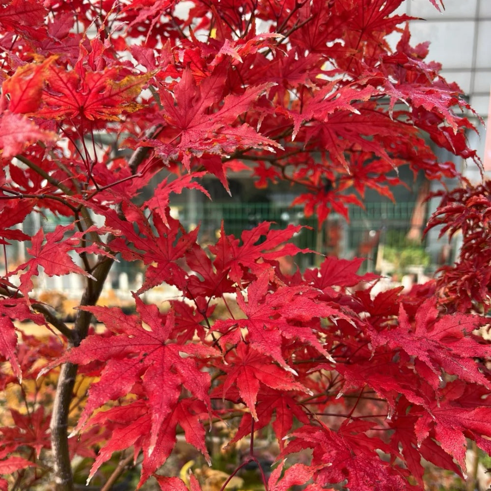 Acer palmatum 'Atropurpureum' 