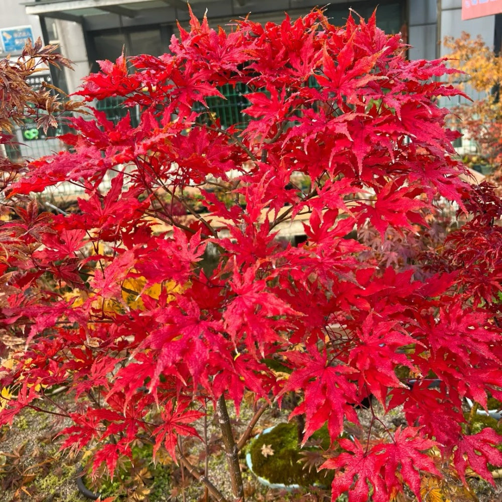 Acer palmatum 'Atropurpureum' 