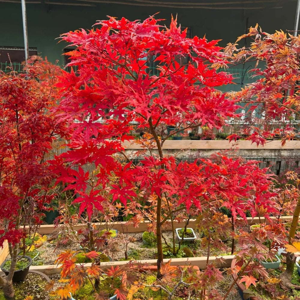 Acer palmatum 'Atropurpureum' 