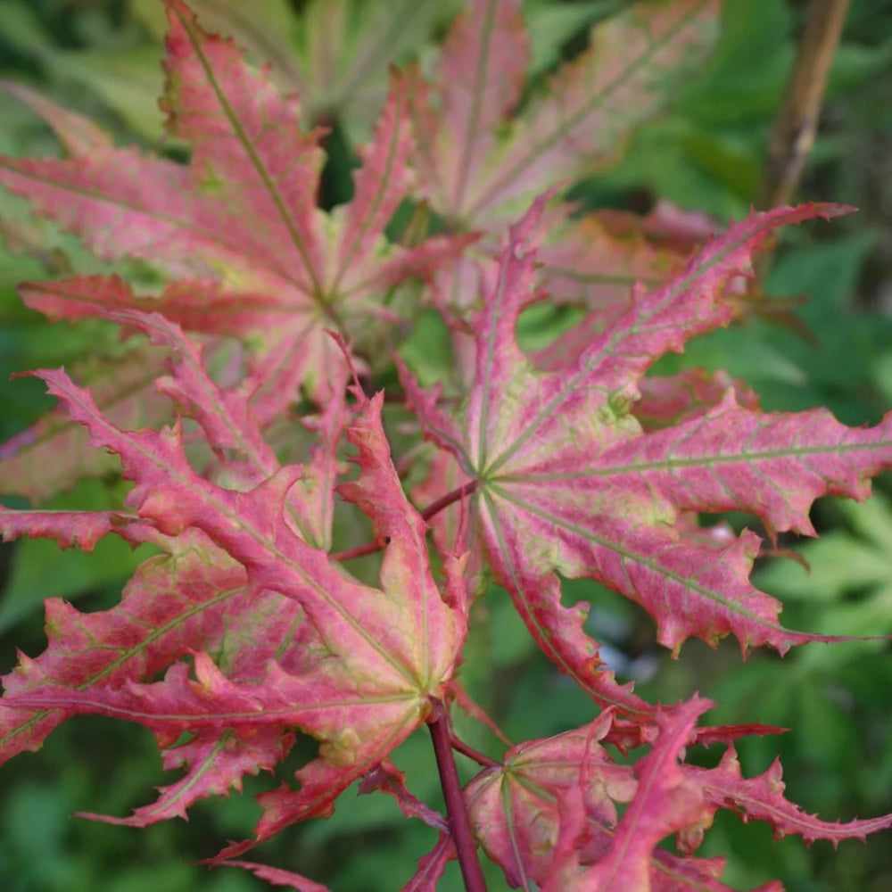 Acer palmatum 'Atropurpureum' 