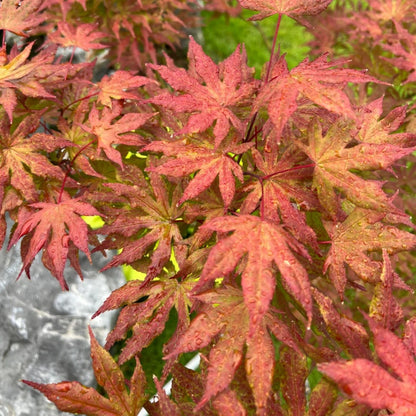 Acer palmatum 'Atropurpureum' 