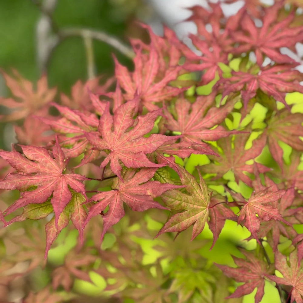 Acer palmatum 'Atropurpureum' 