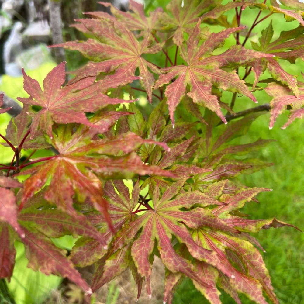 Acer palmatum 'Atropurpureum' 