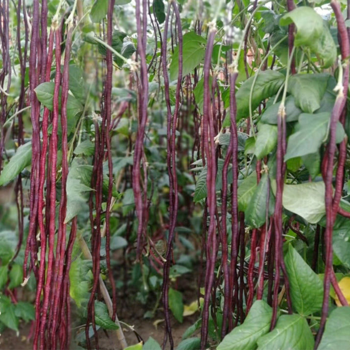 Long Bean Red Noodles