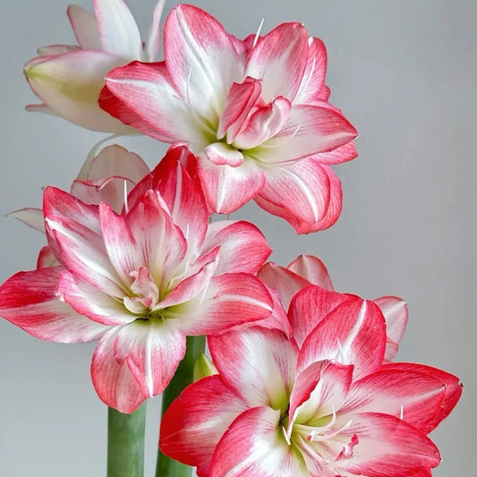 Hippeastrum Blossom Peacock Seeds