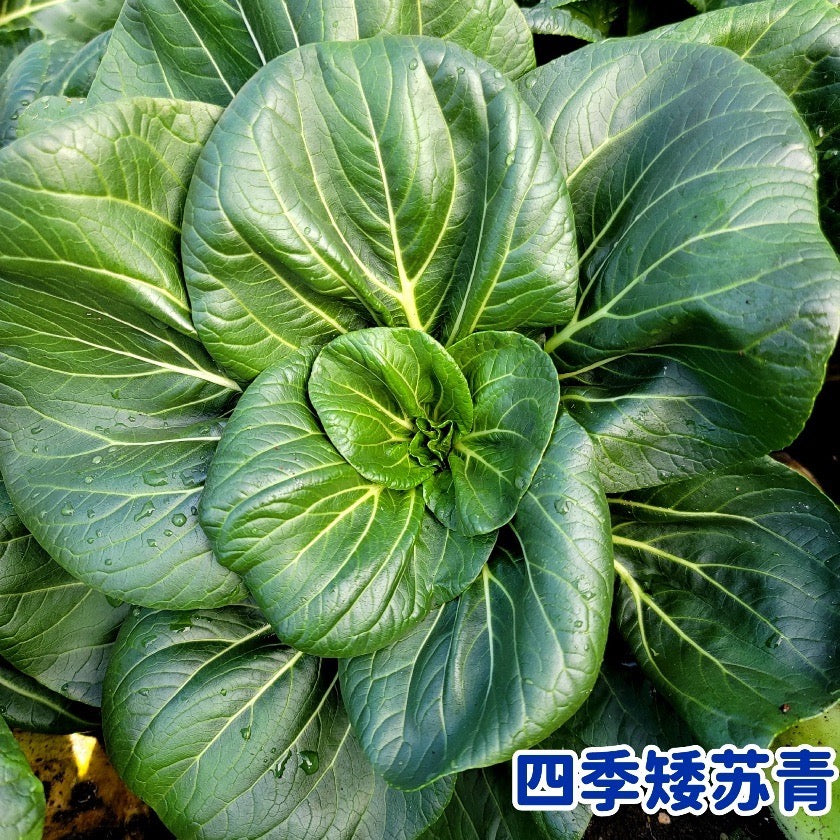 Bok Choy Black Pearl