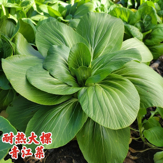 Bok Choy Heat Winner