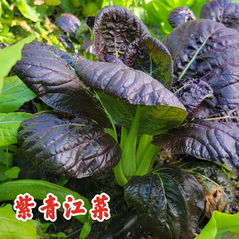 Bok Choy Purple Lady